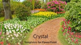  Presentation with washington state ferries - PPT theme with flower farme - garden of tulips at skagit background and a coral colored foreground