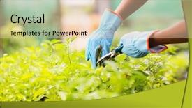  Presentation with plant nusery - Presentation design with flower farme - gardener trimming plant in garden background and a lemonade colored foreground
