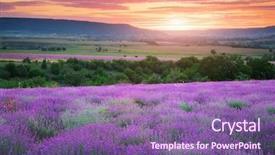  Presentation with lavender - Slides enhanced with flower farme - meadow of lavender nature composition background and a violet colored foreground