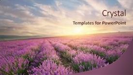  Presentation with lavender - Amazing slides having flower farme - meadow of lavender nature composition backdrop and a lemonade colored foreground