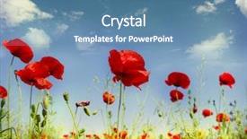  Presentation with poppies - Slide deck featuring flower farme - red poppies on green field background and a teal colored foreground