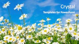  Presentation with sky blue - Audience pleasing slides consisting of flower field - white daisies on blue sky backdrop and a teal colored foreground