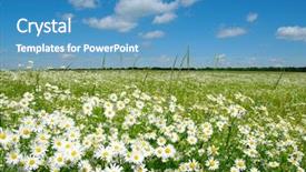  Presentation with blue flower - Amazing slide set having flower field - white daisies on blue sky backdrop and a teal colored foreground