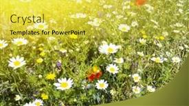  Presentation with blue flower - Presentation design with flower field and blue sky with sun background and a yellow colored foreground