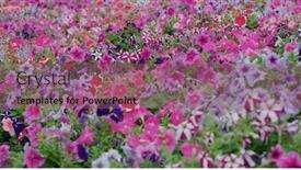  Presentation with pink colour - Presentation theme with flower-field-with-pink background and a violet colored foreground