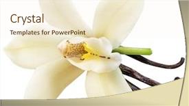  Presentation with vanilla - Beautiful slide deck featuring flower file contains clipping path backdrop and a cream colored foreground