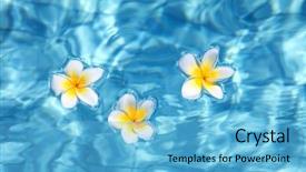  Presentation with blue flower bulb field - Cool new presentation theme with flower floating in blue water backdrop and a light blue colored foreground