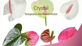  Presentation with flamingo - PPT theme having flower flowers isolated on white background and a cream colored foreground