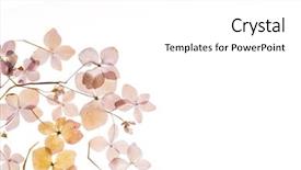  Presentation with hydrangea - Theme consisting of flower foliage - dry hydrangea background and a white colored foreground