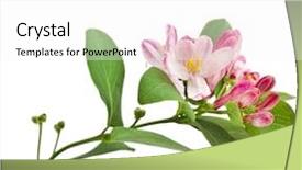  Presentation with pink white - Beautiful PPT layouts featuring flower foliage - pink honeysuckle in blossom lonicera backdrop and a white colored foreground