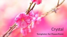  Presentation with lunar new year - PPT layouts with flower for chinese new year background and a coral colored foreground
