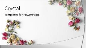  Presentation with pink rose petals on white - Colorful presentation enhanced with flower frame - dried rose buds on white backdrop and a white colored foreground