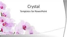  Presentation with purple orchids pink flowers orchid - PPT theme featuring flower frame - light pink orchid corner isolated background and a white colored foreground