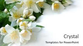  Presentation with jasmine flower - Slide set enhanced with flower frame background and a white colored foreground
