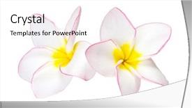  Presentation with flower - Audience pleasing presentation consisting of flower frangipani on white background backdrop and a  colored foreground