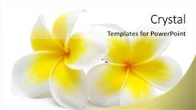  Presentation with soft white flower - PPT theme enhanced with flower frangipani on white background background and a white colored foreground