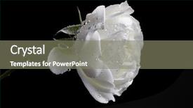  Presentation with white rose - Theme having white rose on a black background and a gray colored foreground
