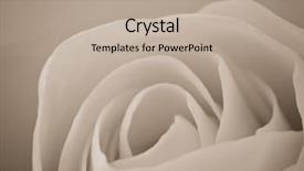  Presentation with white rose - Theme with funeral loving - close up of white rose background and a mint green colored foreground