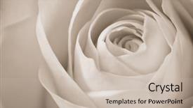  Presentation with white rose - PPT theme with funeral loving - close up of white rose background and a soft green colored foreground