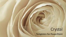  Presentation with white rose - Amazing theme having funeral loving - close up of white rose backdrop and a coral colored foreground