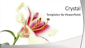  Presentation with lily - Theme with flower funeral - lily background and a white colored foreground