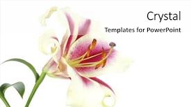  Presentation with lily - PPT theme having flower funeral - lily background and a white colored foreground