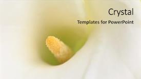  Presentation with calla - Presentation featuring macro shot of white calla lilies background and a lemonade colored foreground