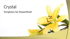  Presentation with lily - PPT layouts featuring flowers peace - yellow lily on white background and a white colored foreground