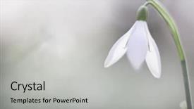  Presentation with soft white flower - Amazing slides having flower galanthus nivalis narrow dof backdrop and a light gray colored foreground