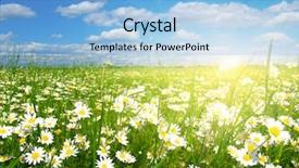  Presentation with sun rays on blue sky - Presentation design having flower garden - field of daisies blue sky background and a light blue colored foreground