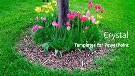  Presentation with gardening - Colorful PPT layouts enhanced with flower-garden-planted-around backdrop and a forest green colored foreground
