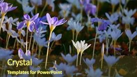 Presentation with blooming flower animated crocus - PPT layouts consisting of flower garden with crocus pulchellus background and a tawny brown colored foreground