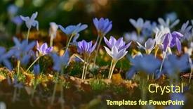  Presentation with garden - Beautiful presentation theme featuring flower-garden-with-crocus-pulchellus backdrop and a tawny brown colored foreground