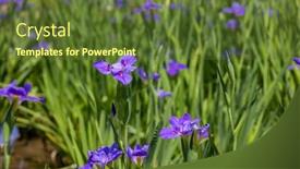  Presentation with iris flower - Presentation theme featuring flower-garden-with-purple-iris background and a tawny brown colored foreground