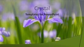  Presentation with iris flower - Slides consisting of flower-garden-with-purple-iris background and a light blue colored foreground
