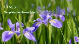  Presentation with iris flower - 