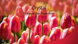  Presentation with tulips - Cool new PPT layouts with flower gardens and popular netherlands backdrop and a red colored foreground