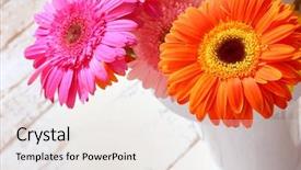  Presentation with gerbera daisy pink flower - Audience pleasing theme consisting of flower gerbera bouquet on wood backdrop and a sky blue colored foreground