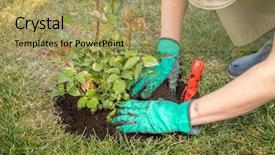  Presentation with red roses rose garden - PPT theme featuring flower hoya - female gardener planting rose shrub background and a yellow colored foreground