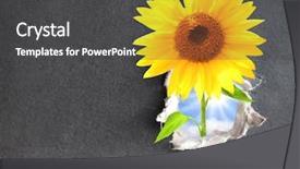  Presentation with sunflower - Amazing presentation theme having flower hoya - new life sunflower in hole backdrop and a dark gray colored foreground