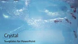  Presentation with ant - Beautiful PPT layouts featuring flower hoya - view of clear ant farm backdrop and a light blue colored foreground