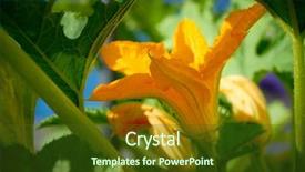  Presentation with wild flower in field of daisies - Colorful slides enhanced with flower in orchard field homestead backdrop and a tawny brown colored foreground