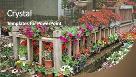  Presentation with flower pots - Beautiful theme featuring flower in pots on sale backdrop and a gray colored foreground