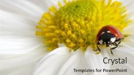  Presentation with ladybug - Presentation design having ladybug on flower insect background and a mint green colored foreground