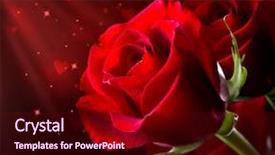  Presentation with design love - Theme having flower isolated on black background background and a wine colored foreground