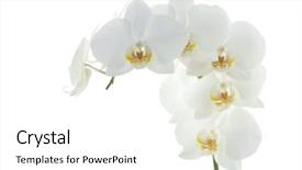  Presentation with orchids - Audience pleasing slides consisting of flower isolated on white background backdrop and a white colored foreground