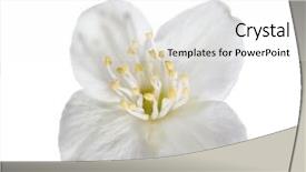  Presentation with white lotus flower - Amazing slides having flower isolated on white background backdrop and a  colored foreground