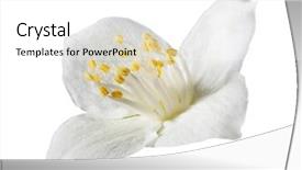  Presentation with lotus flower white water lily - Amazing presentation having flower isolated on white background backdrop and a  colored foreground