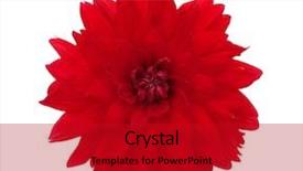  Presentation with lotus flower white water lily - Presentation theme featuring flower isolated on white background background and a crimson colored foreground