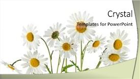  Presentation with chamomile - Presentation having flower isolated on white background background and a white colored foreground